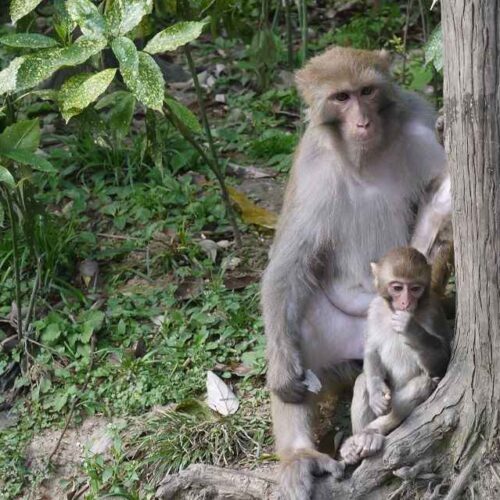 Qianling Mountain Park: Monkeys in Downtown Guiyang